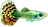 Levendbarenden (Guppy/Molly)
